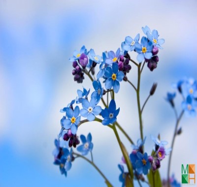  Tranh dán tường Hàn Quốc hoa lưu ly FW - 017